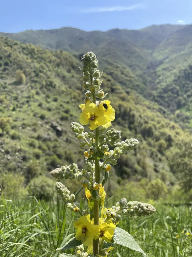 Verbascum pseudodigitalis