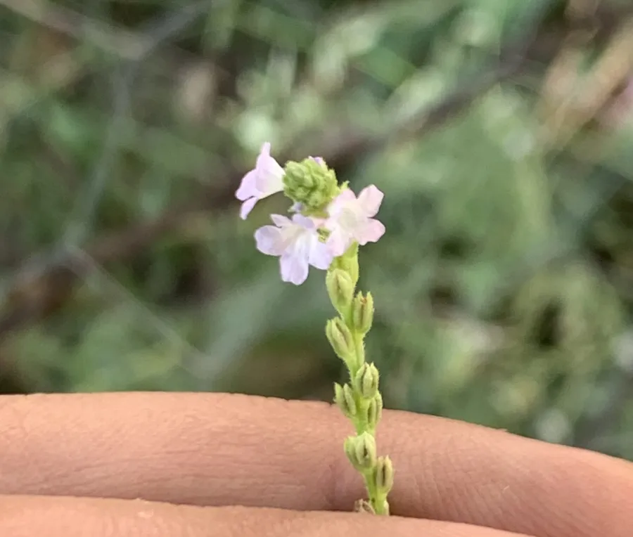 Verbena officinalis