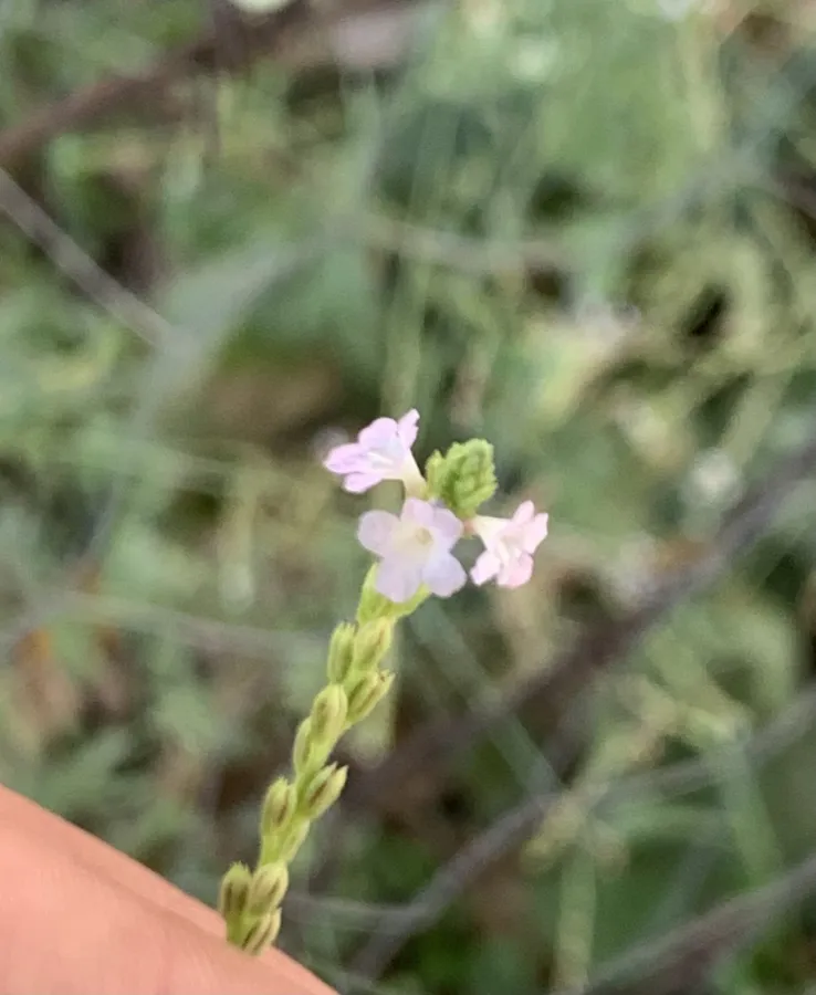 Verbena officinalis