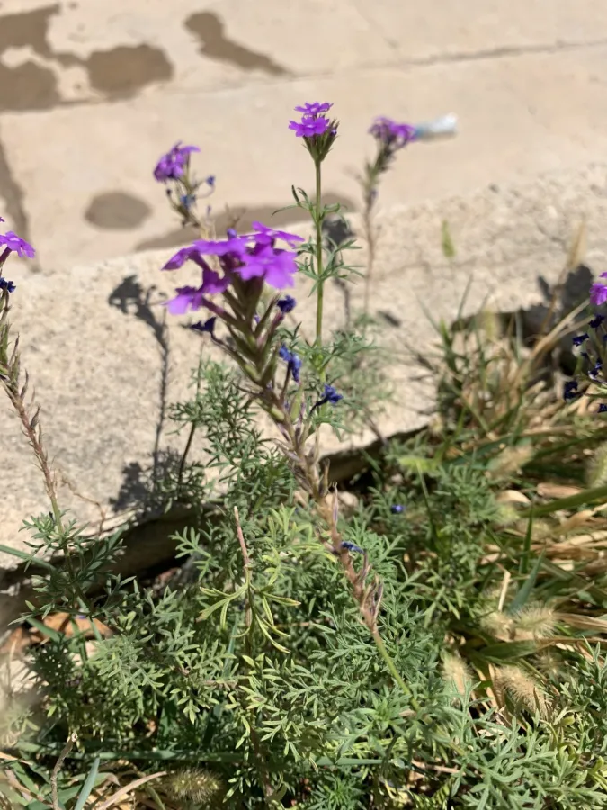 Verbena pulchella