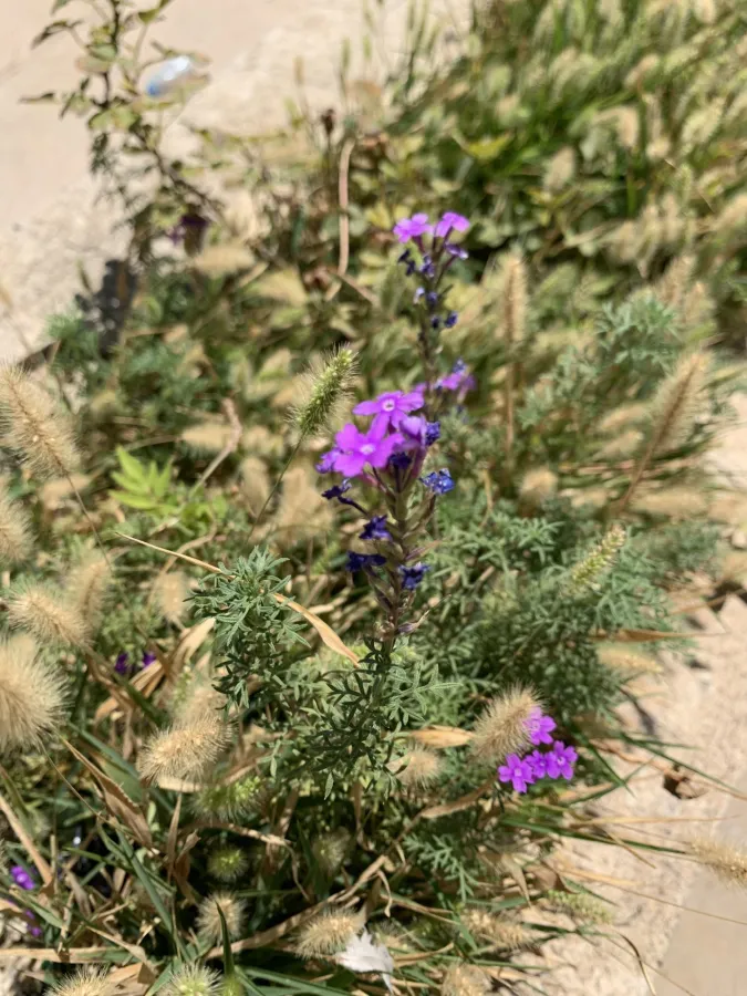 Verbena pulchella