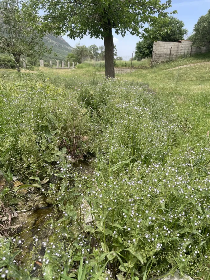 Veronica anagallis-aquatica