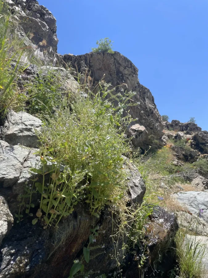 Veronica anagallis-aquatica