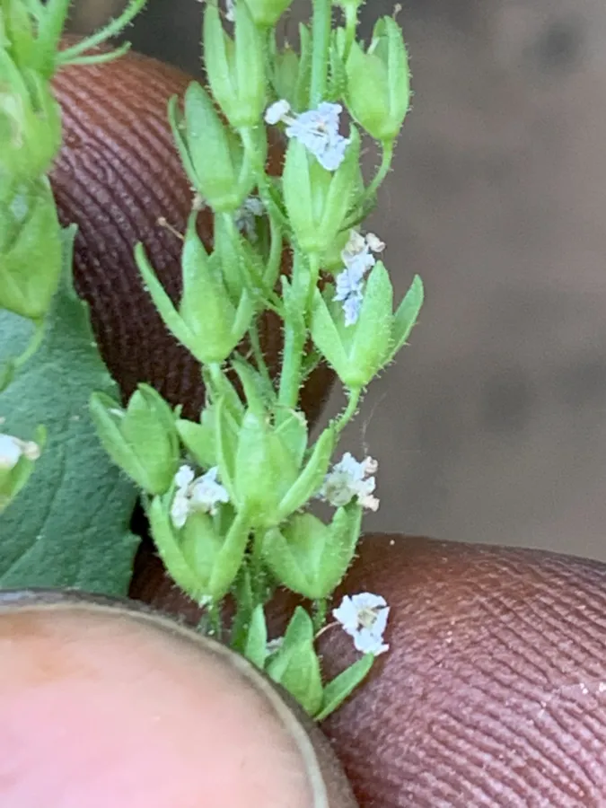 Veronica anagalloides