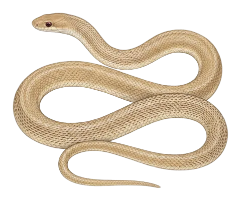 Andreas’ Racer or Zagros Whip Snake