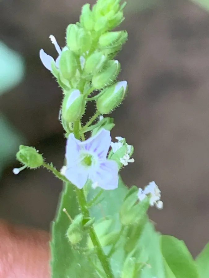 Veronica anagalloides