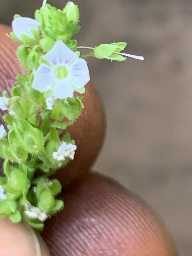 Veronica anagalloides