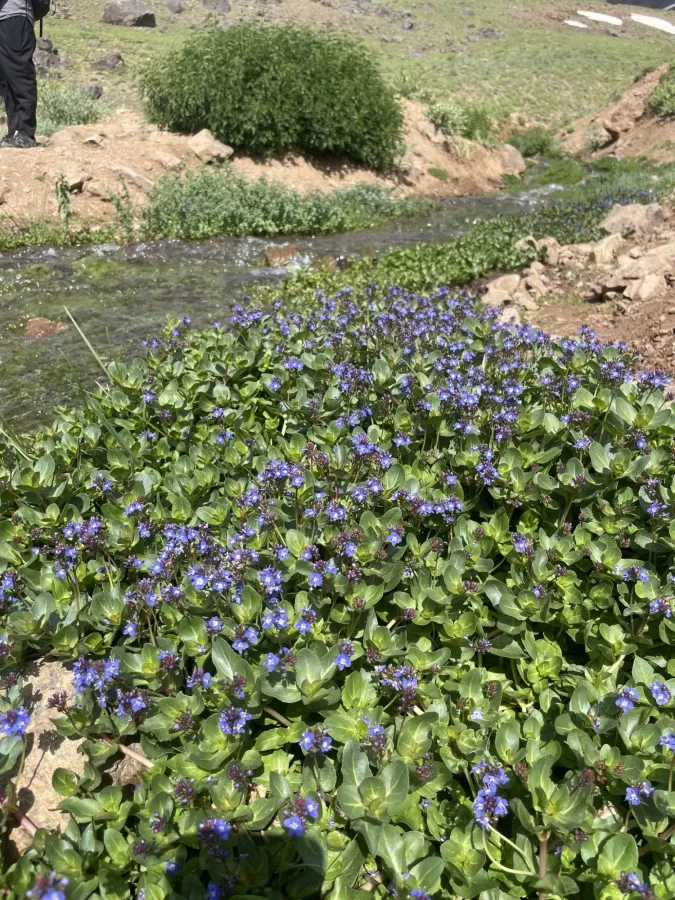 Veronica beccabunga