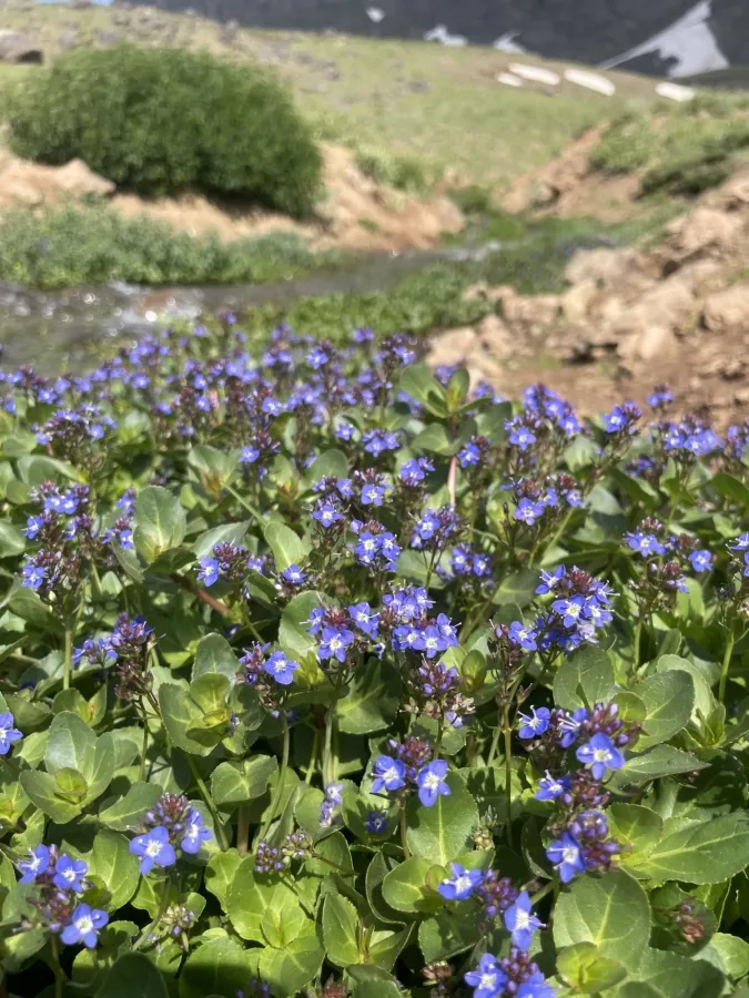 Veronica beccabunga