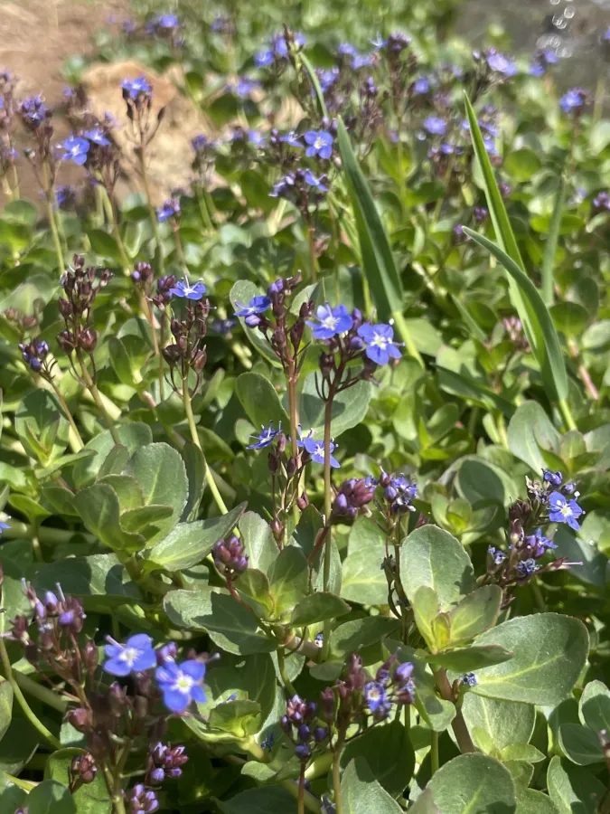 Veronica beccabunga