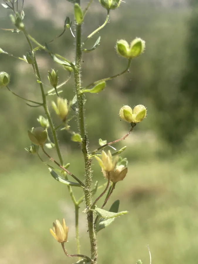 Veronica bozakmanii