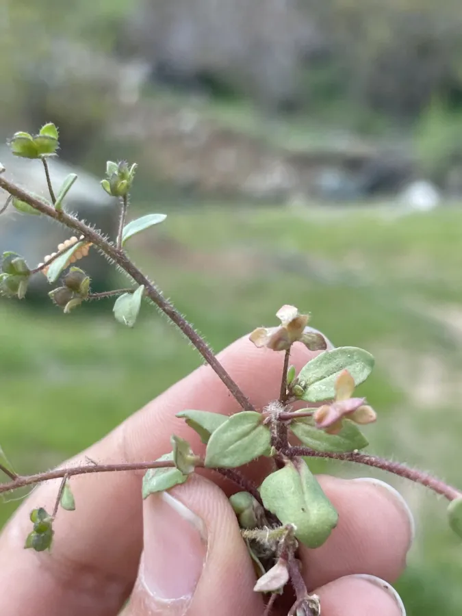 Veronica bozakmanii