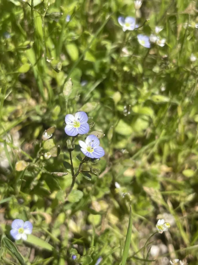 Veronica bozakmanii