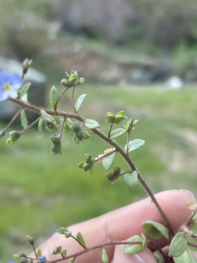 Veronica bozakmanii