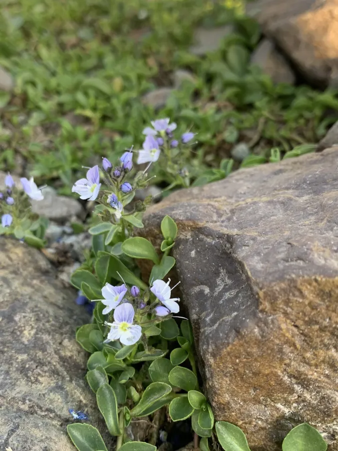 Veronica davisii
