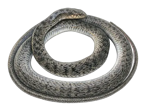 Large Whip Snake
