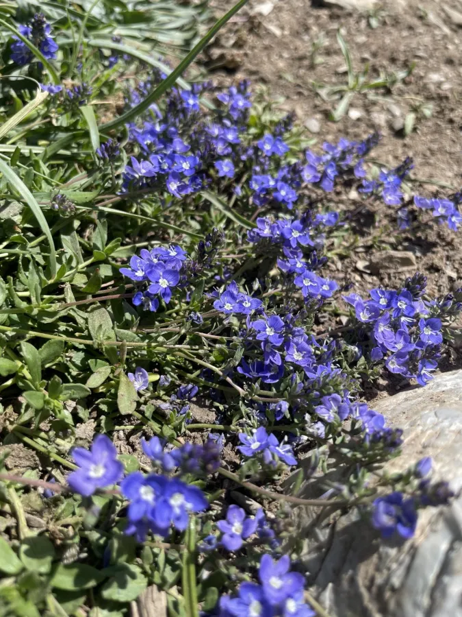 Veronica microcarpa