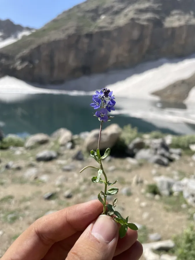 Veronica microcarpa