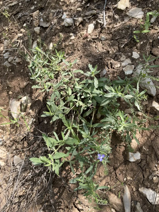 Veronica orientalis