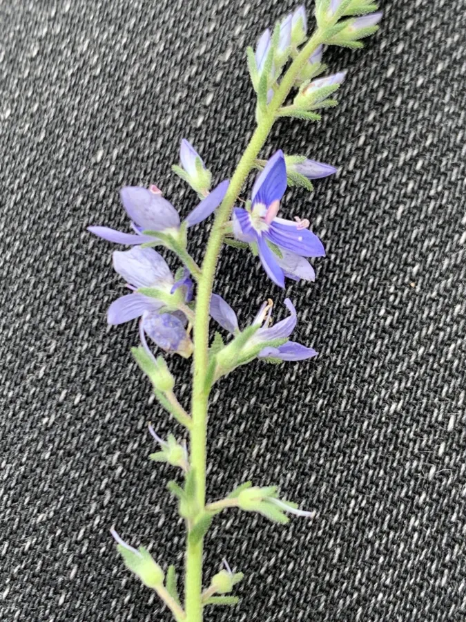 Veronica orientalis