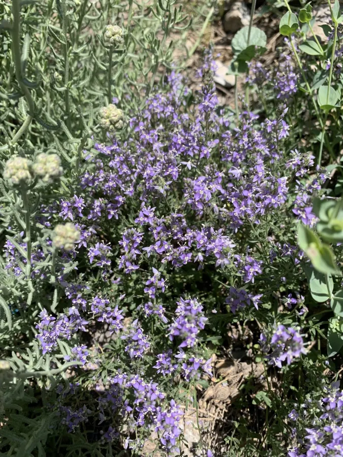 Veronica orientalis