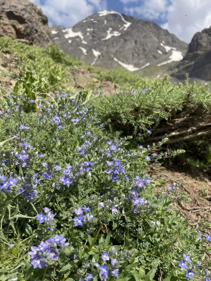 Veronica orientalis