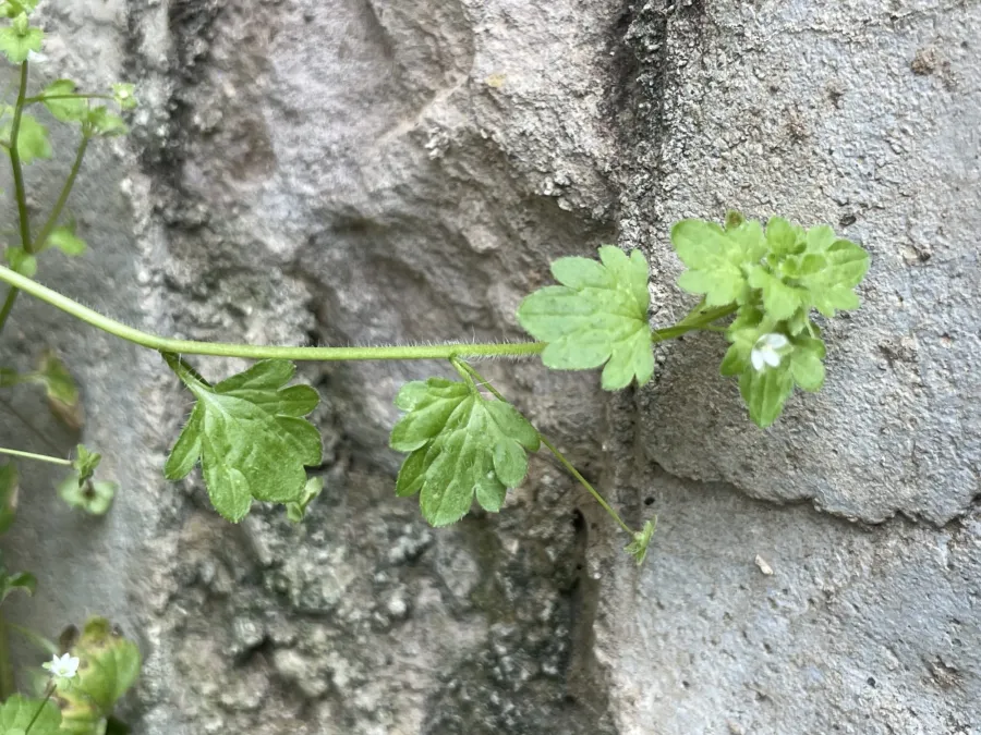 Veronica panormitana