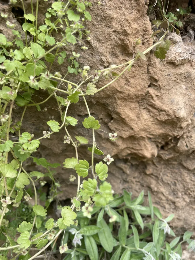 Veronica panormitana