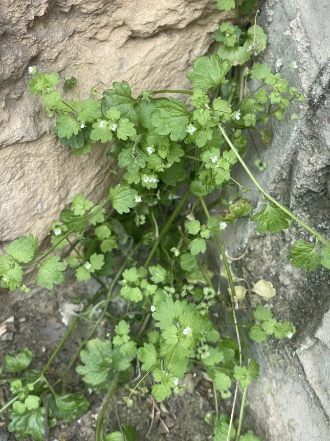 Veronica panormitana
