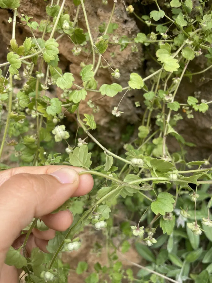 Veronica panormitana