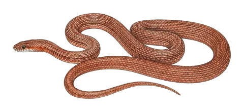 Schmidt’s Whip Snake
