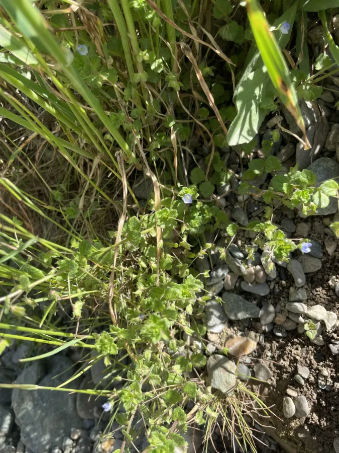 Veronica persica