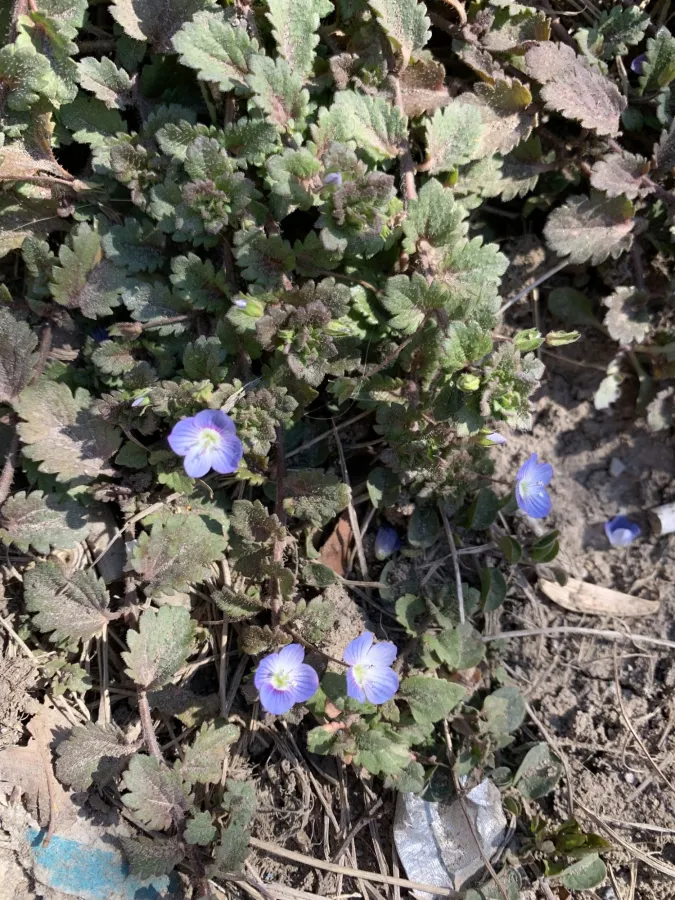 Veronica persica