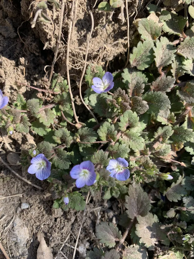 Veronica persica