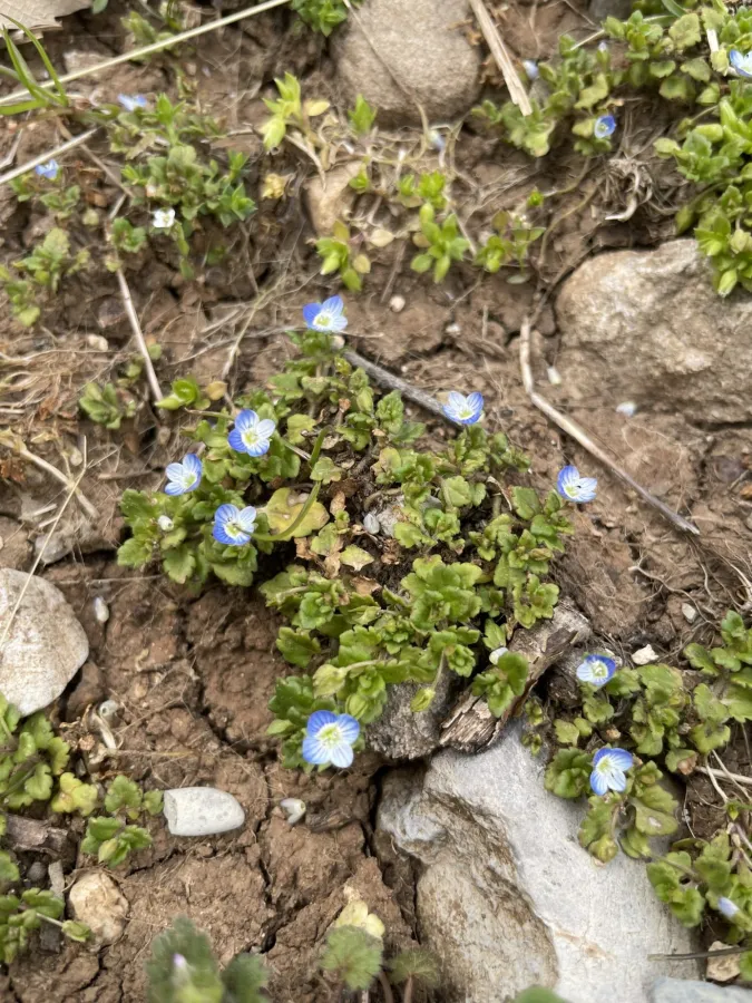 Veronica persica