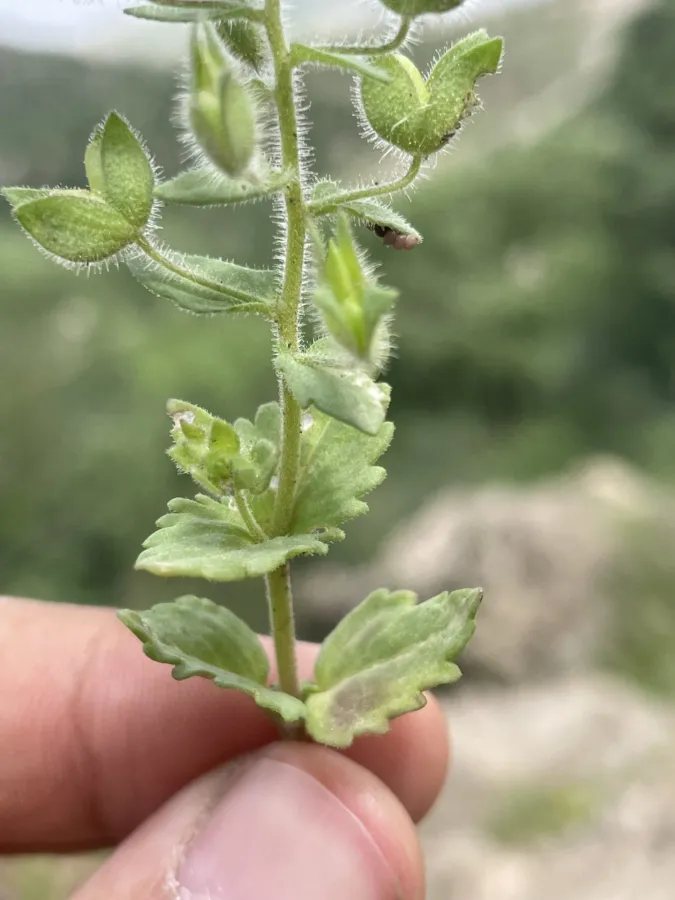 Veronica rubrifolia