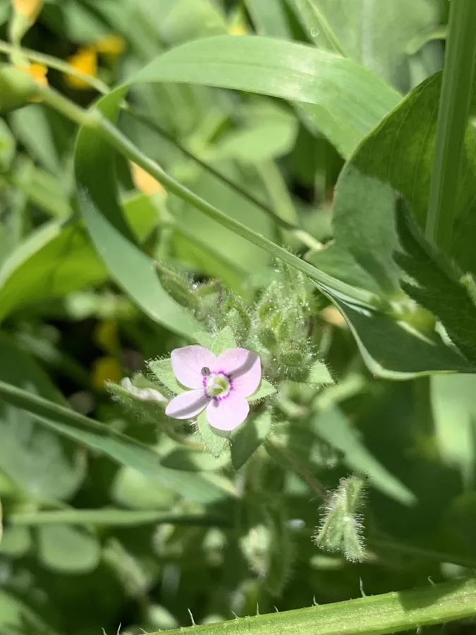 Veronica rubrifolia