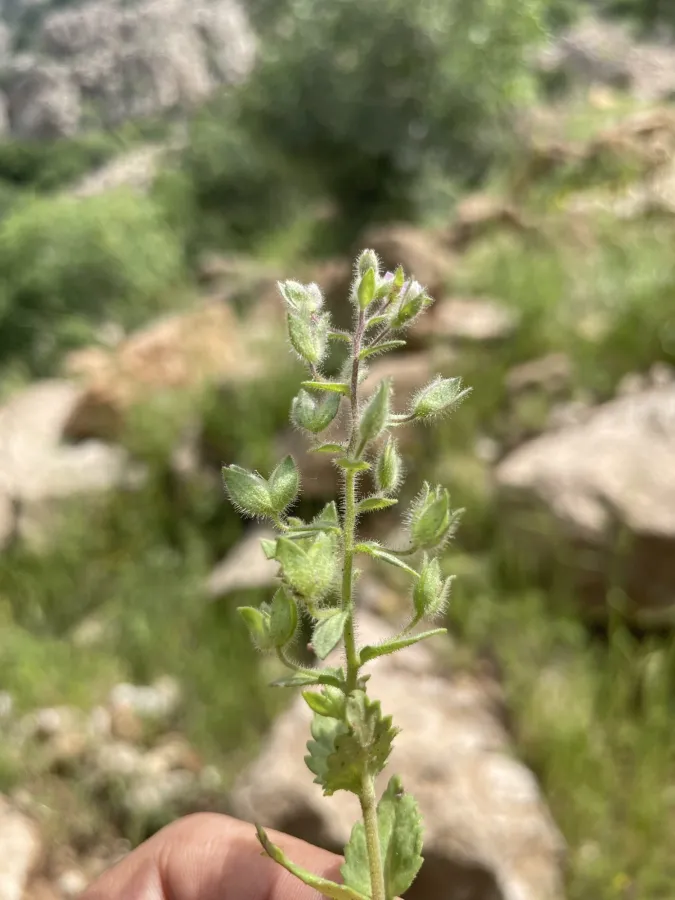 Veronica rubrifolia