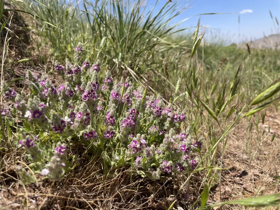 Veronica schizostegia