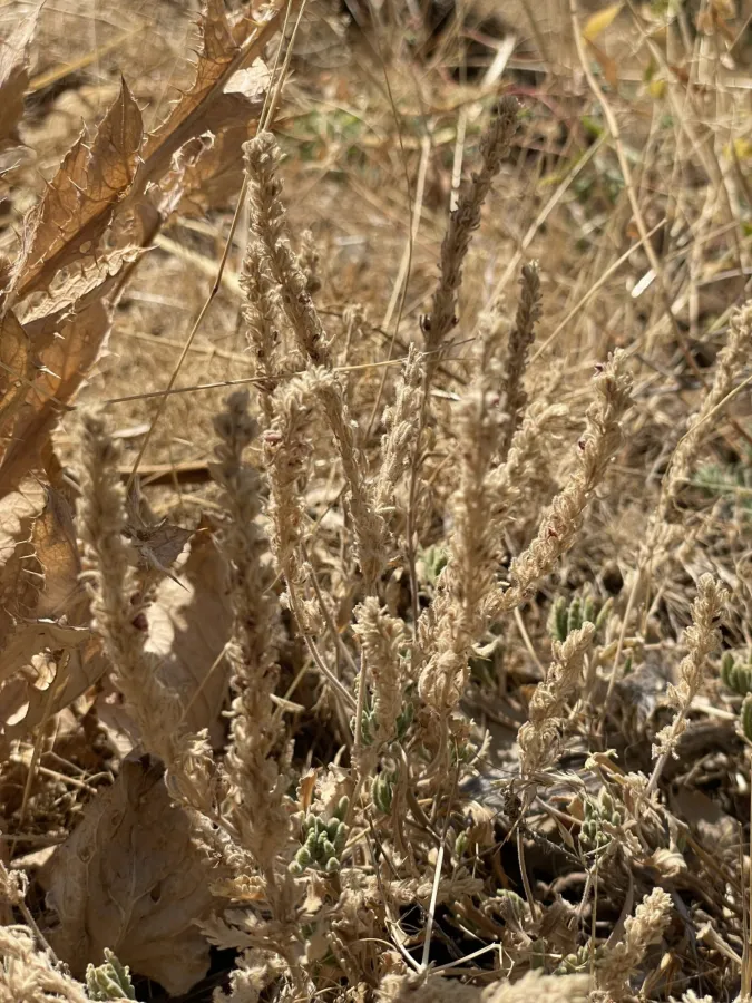 Veronica schizostegia