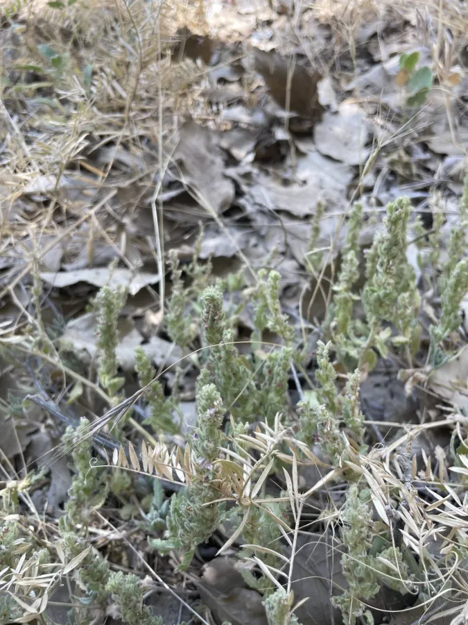 Veronica schizostegia