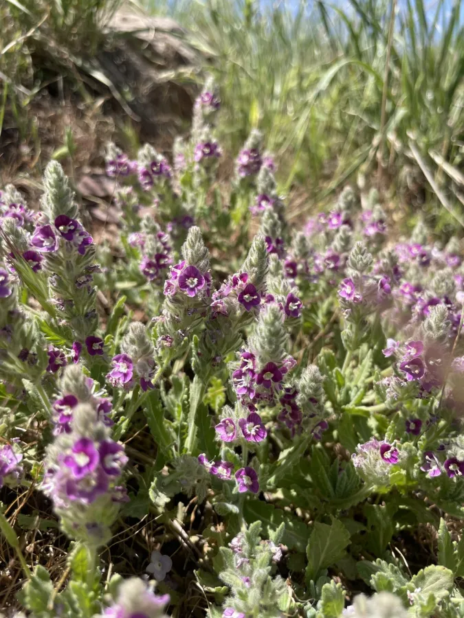 Veronica schizostegia