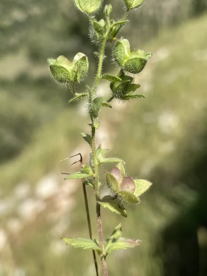 Veronica viscosa