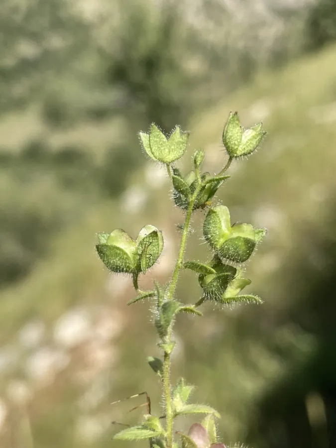 Veronica viscosa