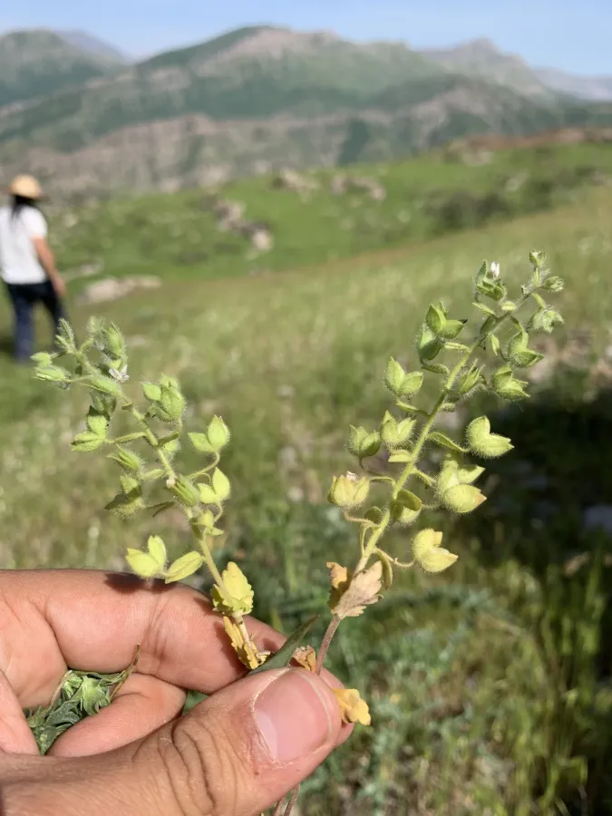 Veronica viscosa