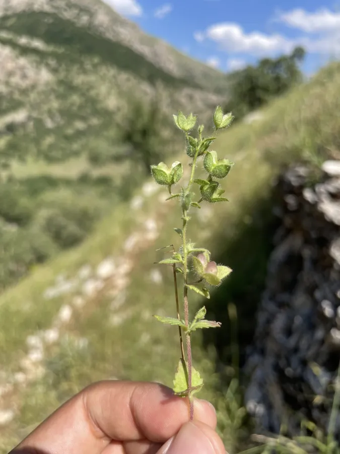 Veronica viscosa