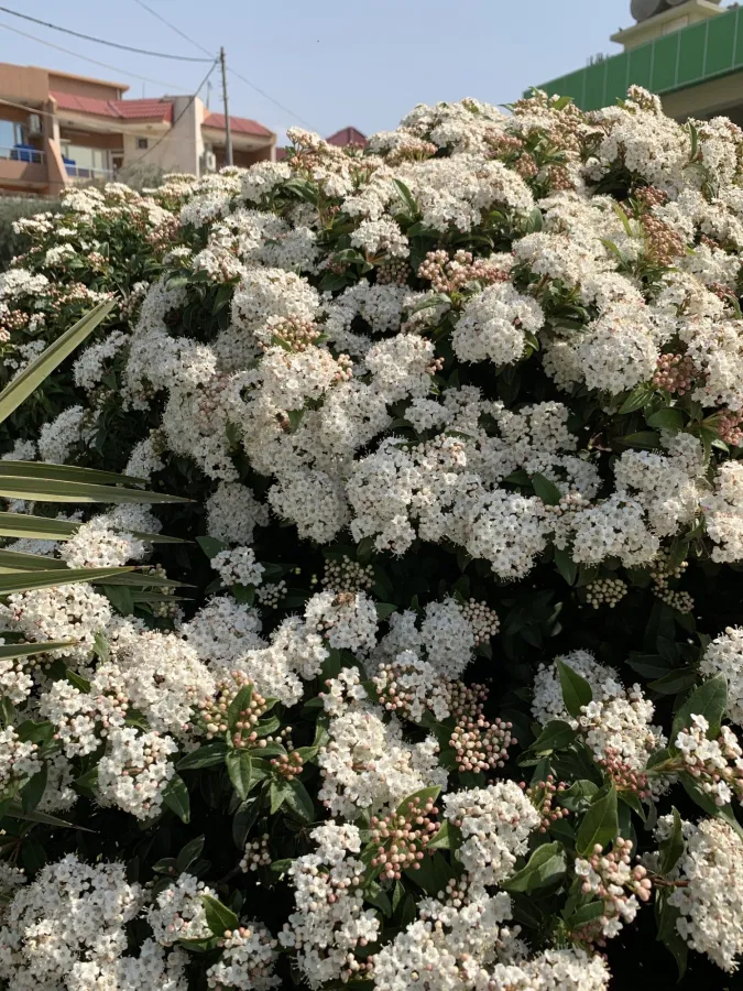 Viburnum tinus