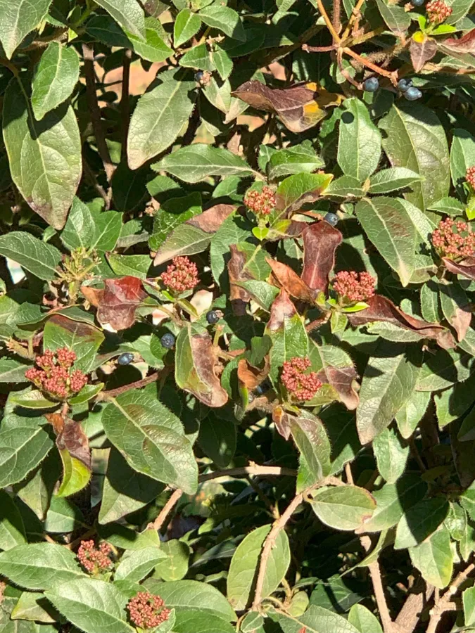Viburnum tinus