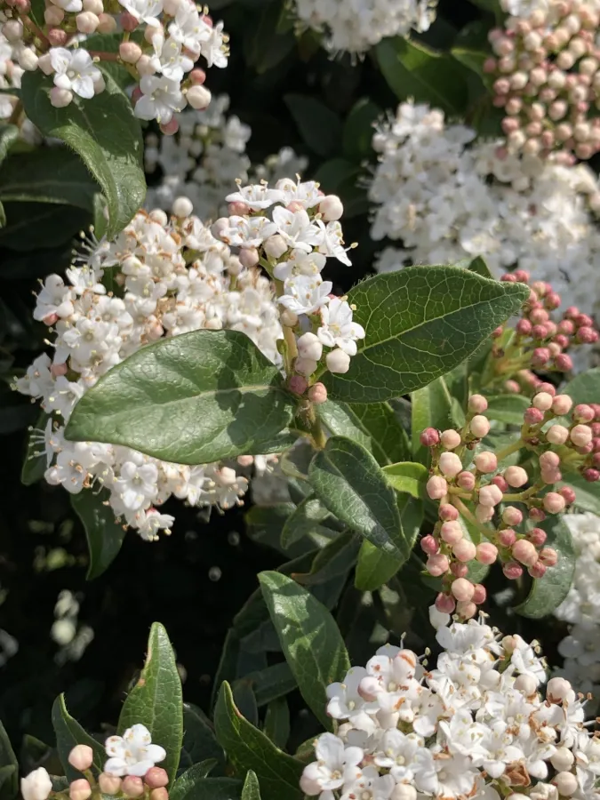 Viburnum tinus