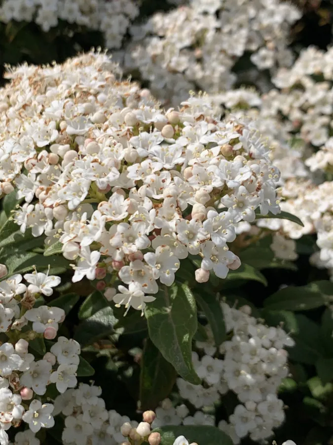 Viburnum tinus